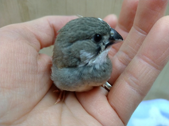 錦花鳥（キンカチョウ）