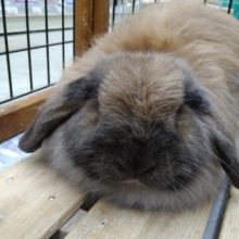 お饅頭みたいなロップイヤーラビットいますよ〜