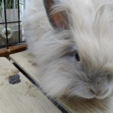 モフモフ過ぎるライオンラビットいますよ〜