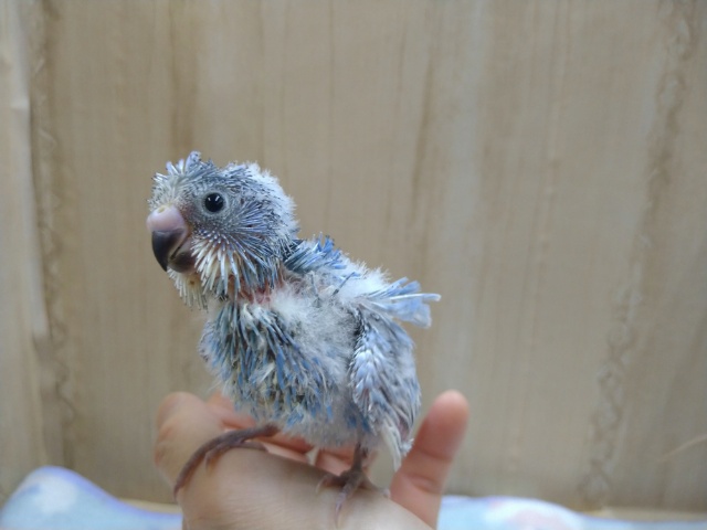 羽衣セキセイインコ