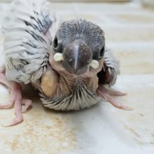 人気絶頂！シルバー文鳥