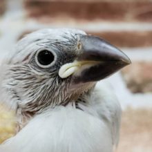 いっぱい食べるよ！！シルバー文鳥さん♪