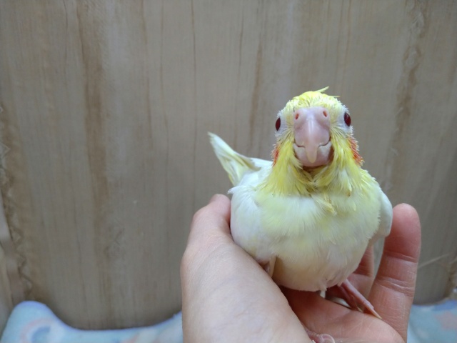 赤い目が魅力的！オカメインコのルチノー来ました