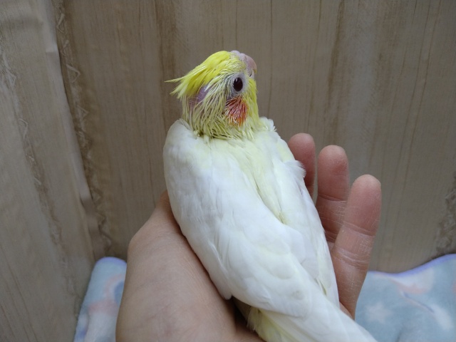 オカメインコ