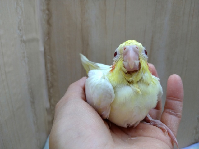 オカメインコ