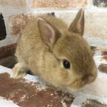 お顔つまってます！可愛さ倍増★ネザーランドドワーフ(オレンジ)