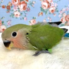 手乗りコザクラインコ  ノーマル  11月25日