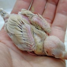 癒されるカラー　シナモン文鳥