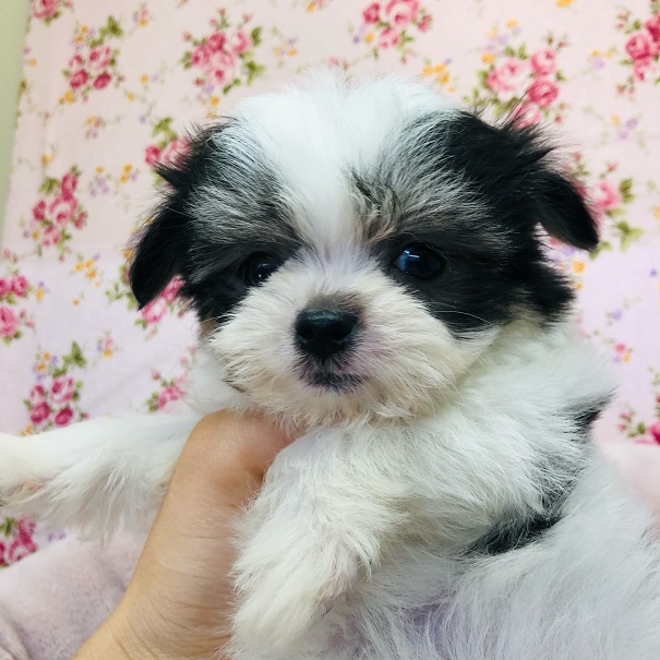 チワマル（マルチワ）