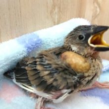 特技は、ご飯のサイソク～桜文鳥！