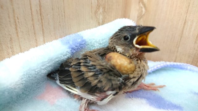 特技は、ご飯のサイソク～桜文鳥！