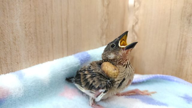 桜文鳥