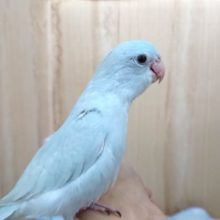 良い感じに馴れました！マメルリハインコ（アメリカンホワイト）☆