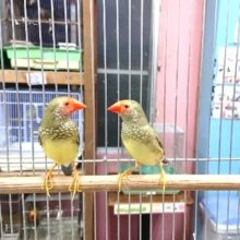 フィンチはいかが？？コモンチョウ（ノーマル）ペアです！