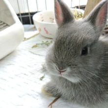 とにかく、会ってみてください！ドワーフラビット(ブルーオター)～～