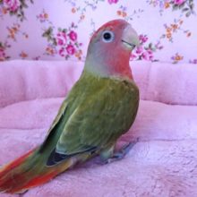 変化してきました！コザクラインコ（オパーリン）～～