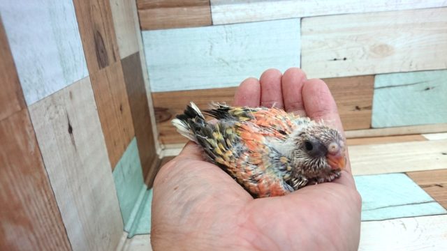 アキクサインコ（秋草インコ）