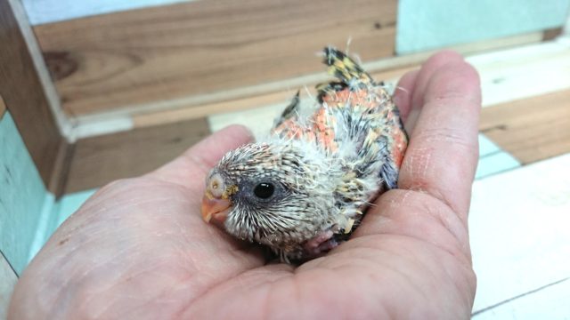 久しぶりです！！！！ローズ秋草インコ☆☆☆