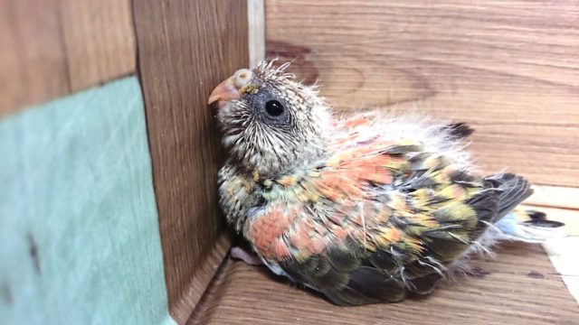 アキクサインコ（秋草インコ）