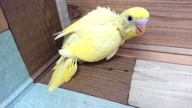 セキセイインコ