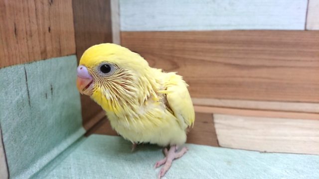 セキセイインコ