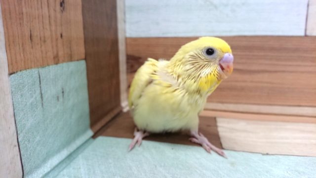 ｷﾚｲです☆！！セキセイインコ（クリーム）～～～