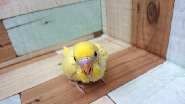 セキセイインコ