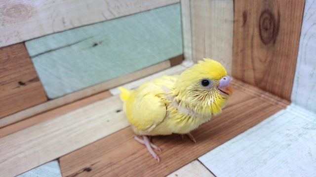 セキセイインコ