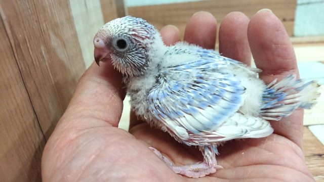 爽やかなセキセイインコです！　スパングルになりますっ