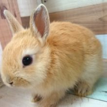 撫でる程にトロケマス～　ドワーフラビット（オレンジ）～～