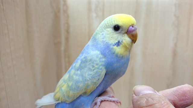 ｷﾚｲに～あんど！めちゃくちゃ良く馴れてきましたっ！セキセイインコ（レインボースパングル）