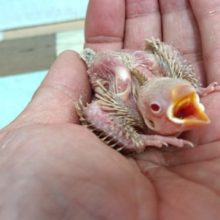 お待ちですよねぇ～シナモン文鳥のヒナでｺﾞｻﾞｲﾏｽ！！
