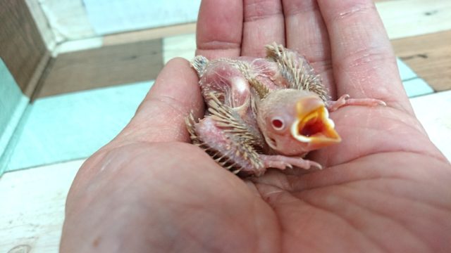 お待ちですよねぇ～シナモン文鳥のヒナでｺﾞｻﾞｲﾏｽ！！