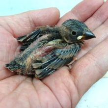 定番の人気です！良く馴れますよっ　桜文鳥のヒナ～