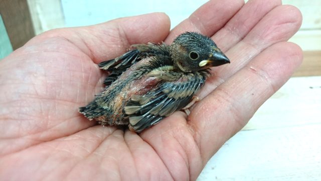 定番の人気です！良く馴れますよっ　桜文鳥のヒナ～