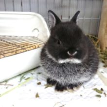 なんだか憎めないキャラです☆ドワーフラビット（ブラックマーチン）～～