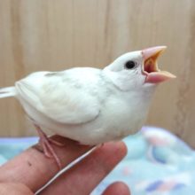 順調！じゅんちょう♪白文鳥～～