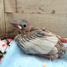 久々かな？？手のりシルバー文鳥　１１月２５日