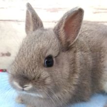 クリクリの目でｺﾞｻﾞｲﾏｽ　ネザーランドドワーフラビット　１１月２６日