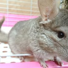 最新動画あり！おてんばからお嬢様になりました！チンチラ（シナモン）女の子でｺﾞｻﾞｲﾏｽーー！！