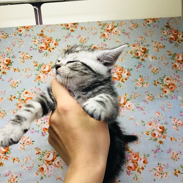 アメリカンショートヘア