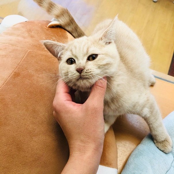 ブリティッシュショートヘア