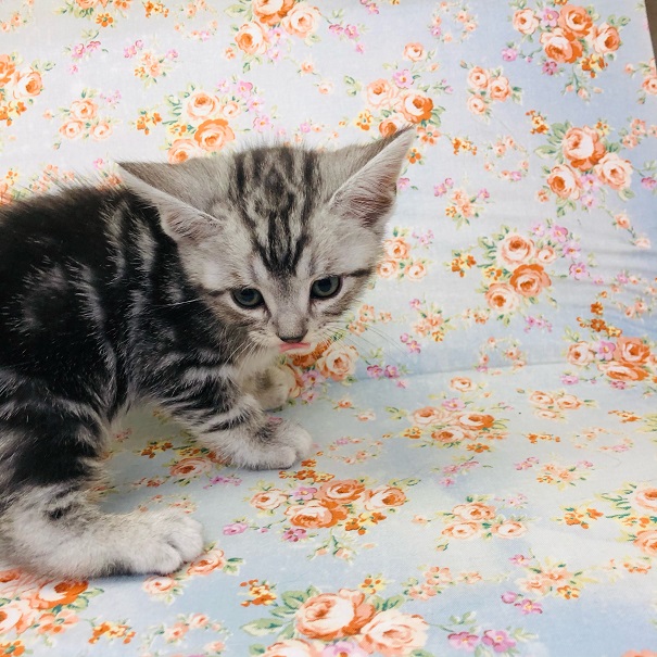 アメリカンショートヘア