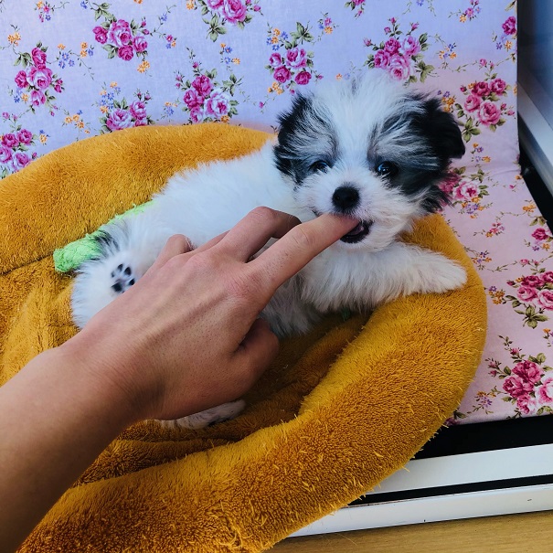 チワマル（マルチワ）