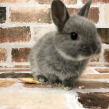 食事中となでなでされると目がなくなるぅ〜♡ネザーランドドワーフ(ブルーマーチン)