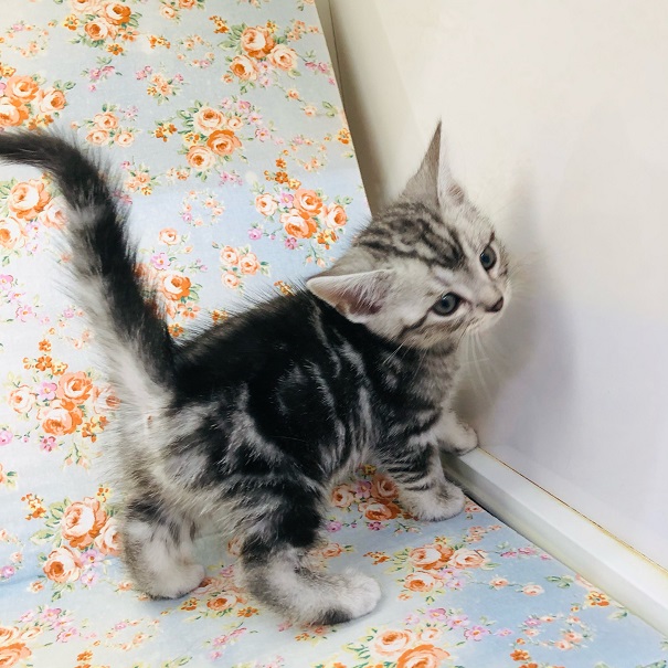 アメリカンショートヘア