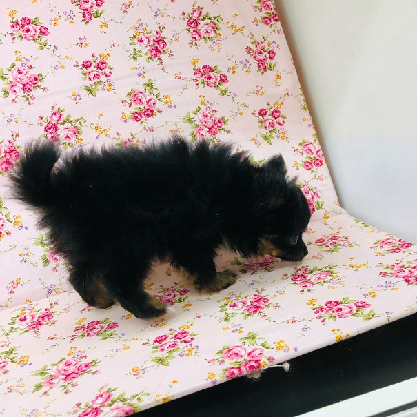 ポメチー（ポメチワ）