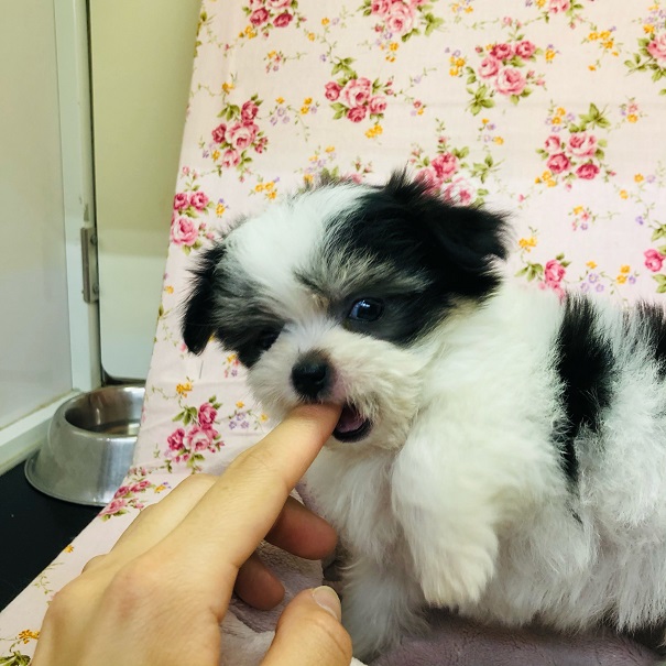 チワマル（マルチワ）