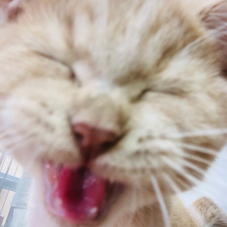 ブリティッシュショートヘア