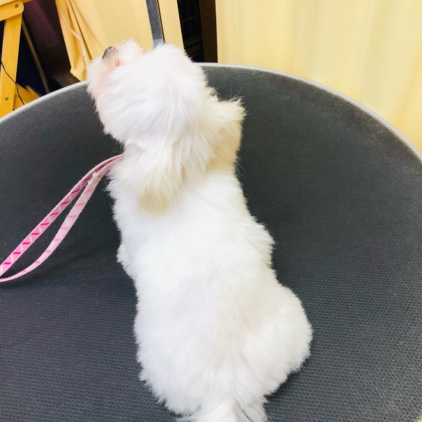 可愛いが止まらない💛マルシーズーくん💛最新画像更新!! マルシーズ